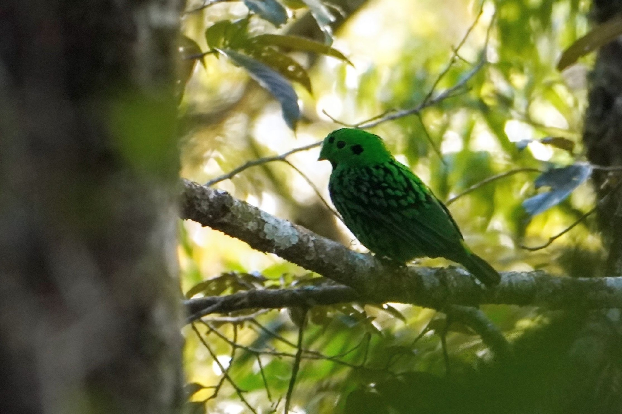 Whitehead's Broadbill (Calyptomena whiteheadi), photo 2