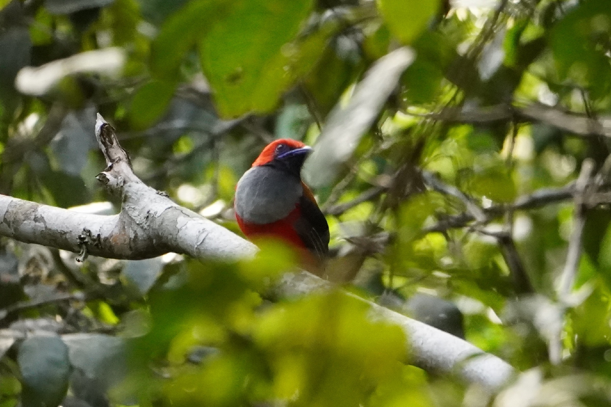 Whitehead's Trogon (Harpactes whiteheadi), photo 1