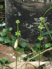Angiospermae