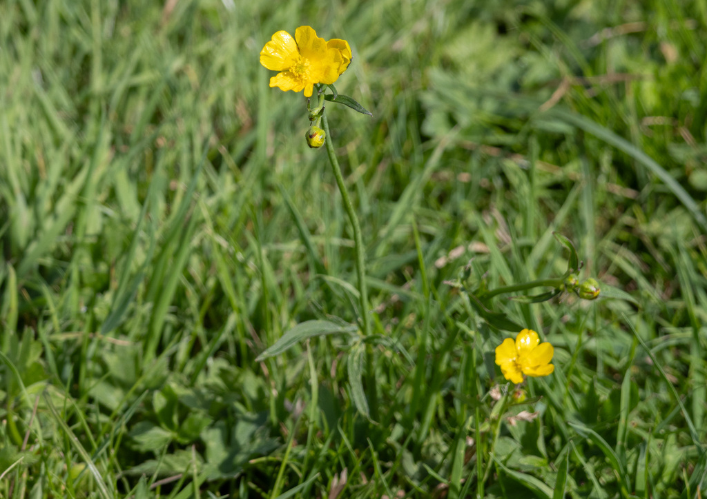 Ranunculus auricomus; photograph (c) Victor Heng, some rights reserved (CC BY-SA)
