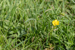 (c) Victor Heng, some rights reserved (CC BY-SA) Ranunculus auricomus, photograph (c) Victor Heng, some rights reserved (CC BY-SA)