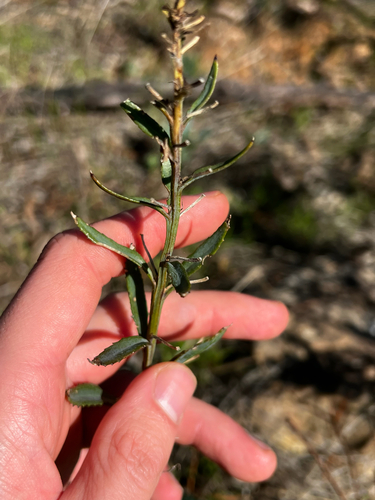 Goodenia albiflora, photograph 3