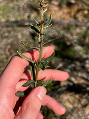 Goodenia albiflora, photograph (c) Alex Stuart, some rights reserved (CC BY)