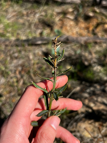 Goodenia albiflora, photograph 4