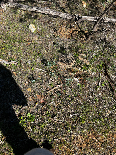 Goodenia albiflora, photograph 2
