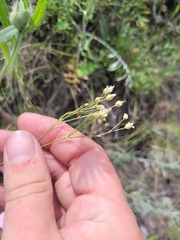 Eremogone biebersteinii, photograph (c) Dmitriy Bochkov, some rights reserved (CC BY)