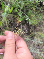 Eremogone biebersteinii, photograph (c) Dmitriy Bochkov, some rights reserved (CC BY)