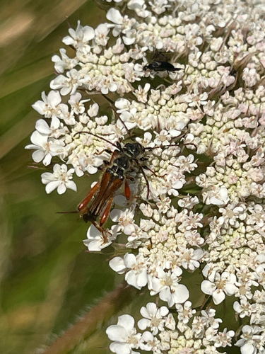 Stenopterus rufus