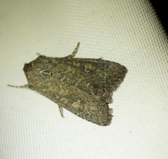 Dasygaster padockina