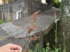 Rumex acetosa