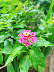 Lantana camara