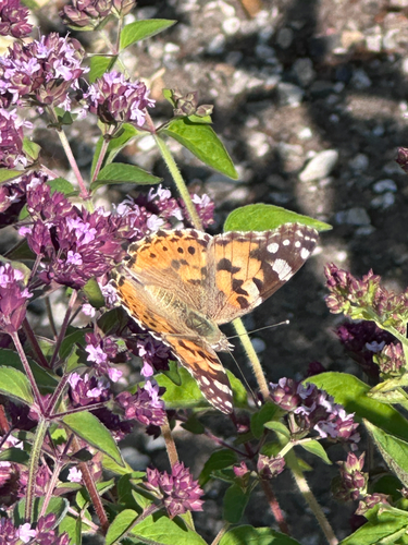 Painted Lady
