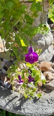 Maurandya barclayana