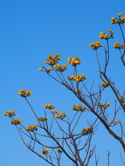 Cochlospermum religiosum