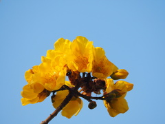 Cochlospermum religiosum