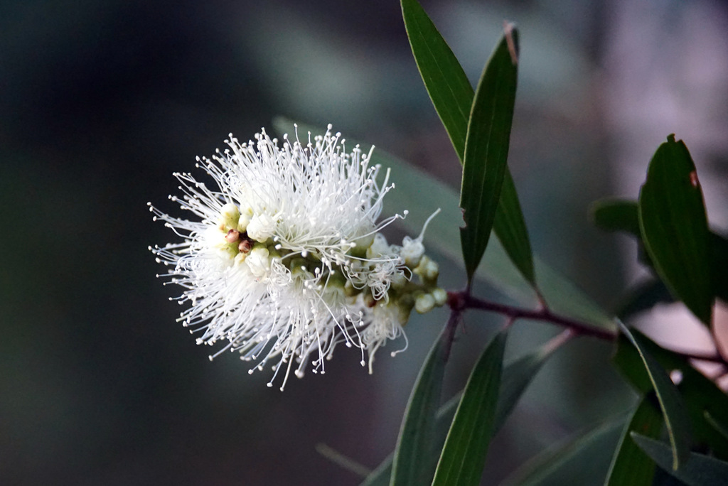 Broad-leaved paperbark (Invasive/Noxious Plants) · iNaturalist