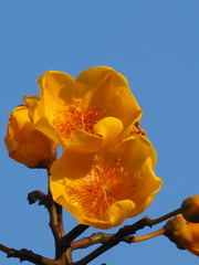 Cochlospermum religiosum