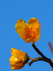 Cochlospermum religiosum