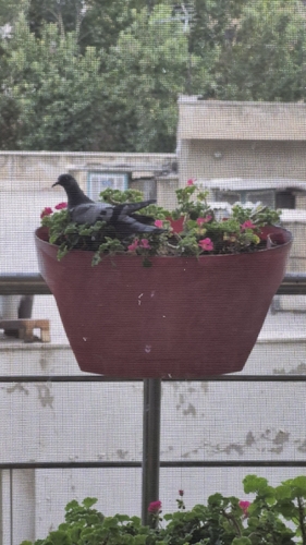 Feral Pigeon