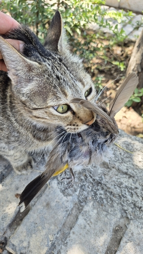 Domestic Cat