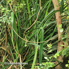 Pandanus austrosinensis