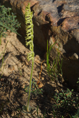 Holothrix cernua