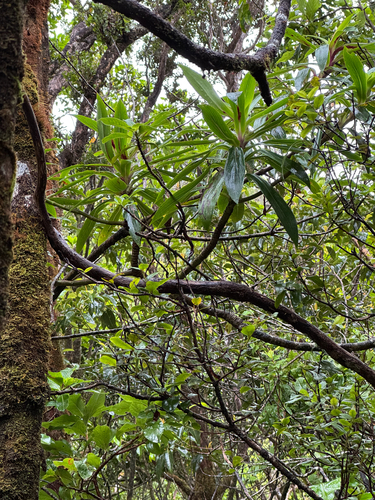 Dubautia raillardioides observed 2026-06-25