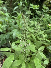 Lysimachia decurrens