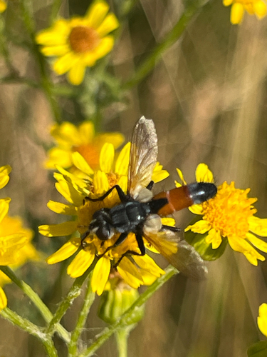 Cylindromyia brassicaria