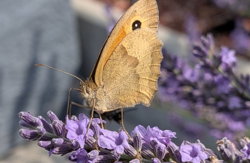Meadow Brown