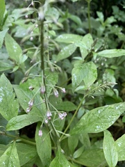 Lysimachia decurrens