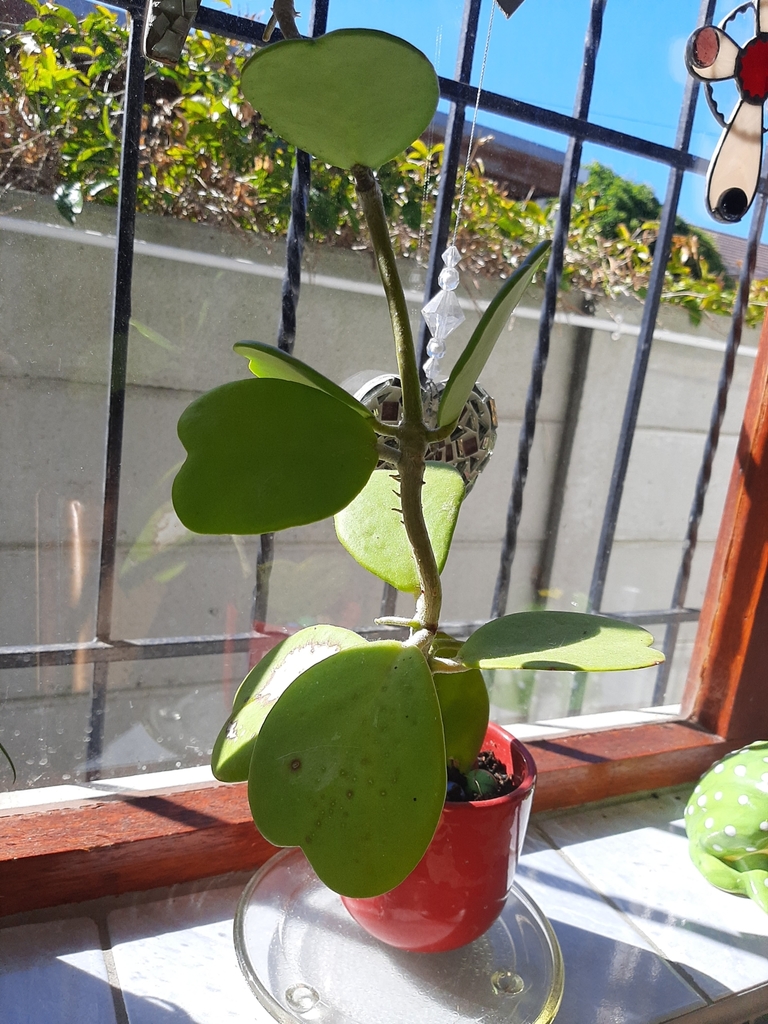 Hoya kerrii sweetheart plant leaf