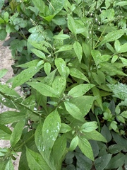 Lysimachia decurrens