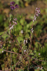 Cysticapnos cracca