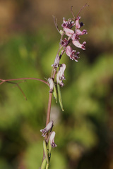 Cysticapnos cracca