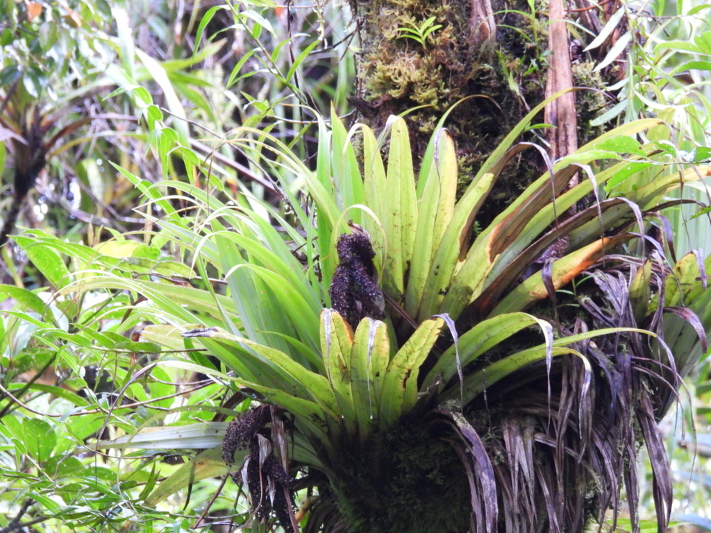 Astelia montana