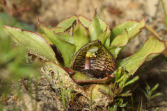 Satyrium pumilum
