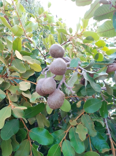 Mobola Plum