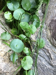 Magnoliopsida