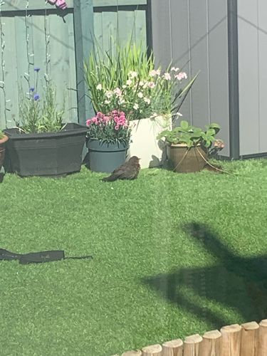 Eurasian Blackbird