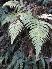 Dryopteris sordidipes