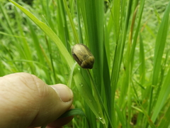 Eurygaster austriaca
