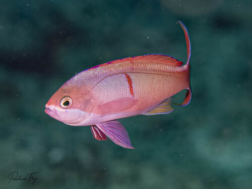 Pseudanthias cooperi observed 2026-06-21