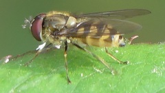 Parasyrphus punctulatus
