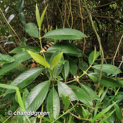 Lasianthus chinensis