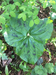 Trillium albidum