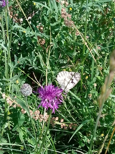 Marbled White