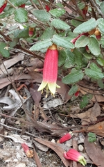 Correa reflexa reflexa