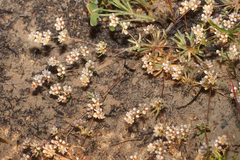 Adenogramma mollugo