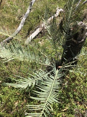 Cycas megacarpa